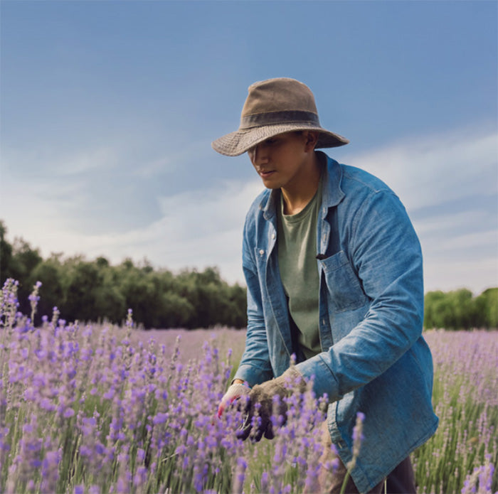 123 Lavender Farm in California