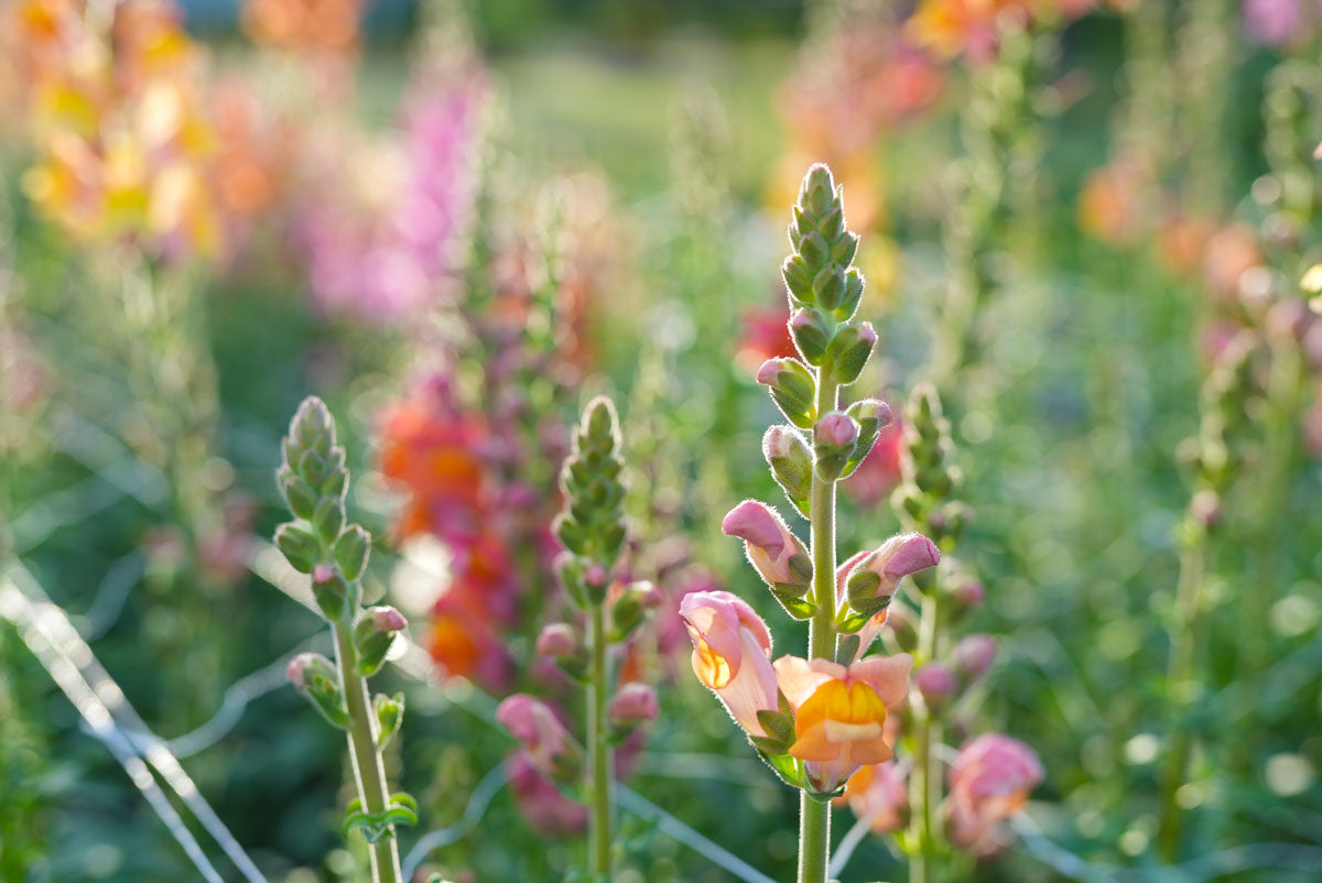 Potomac orange snapdragon growing at Branch and Bloom Farms