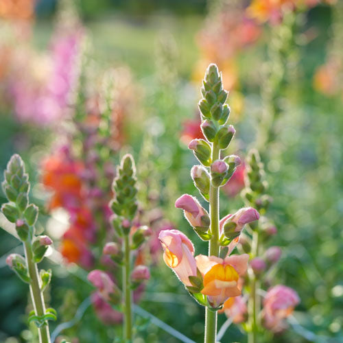 A Potomac Orange Snapdragon gets ready to blossom at Branch and Bloom Farms in St. Johns, MI