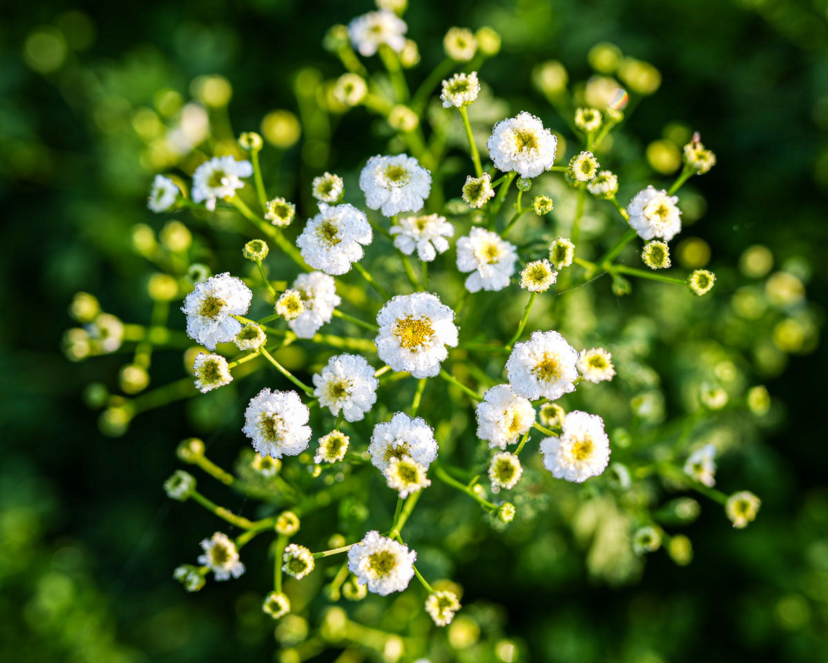 Feverfew grows at Branch and Bloom Farms