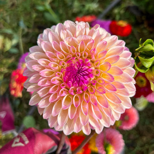 Castle Drive dahlia from Branch and Bloom Farms