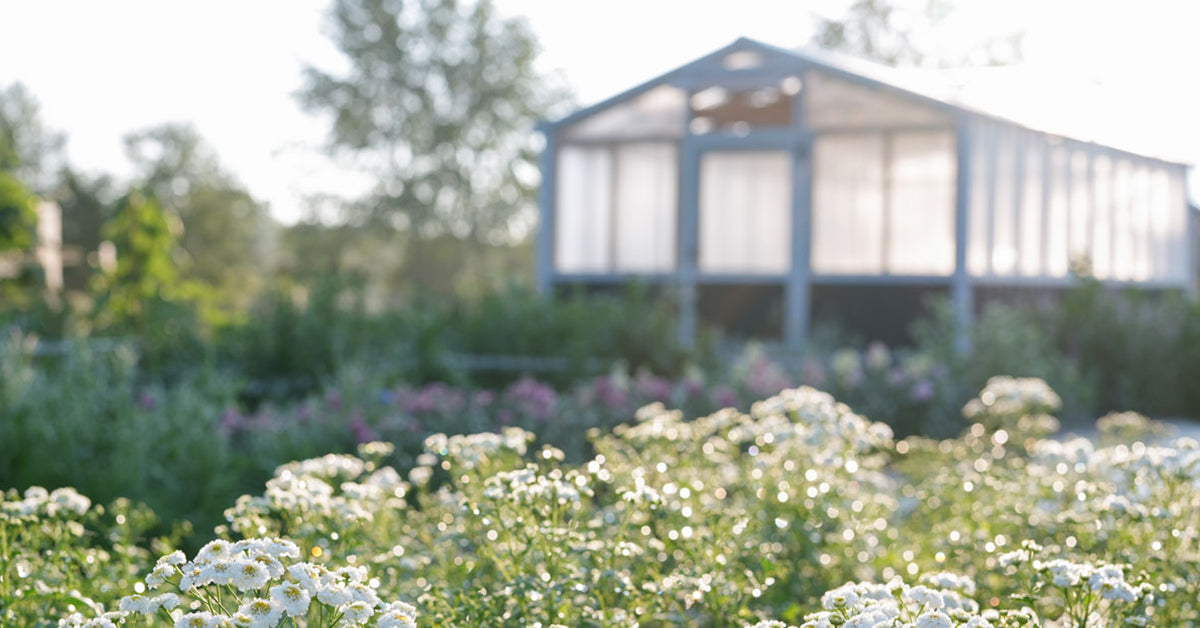 Branch and Bloom Farms Greenhouse and Flower Farm