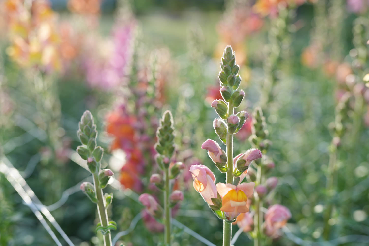 Potomac Sunrise Snapdragons Growing at Branch and Bloom Farms Flower Farm in St. Johns, MI