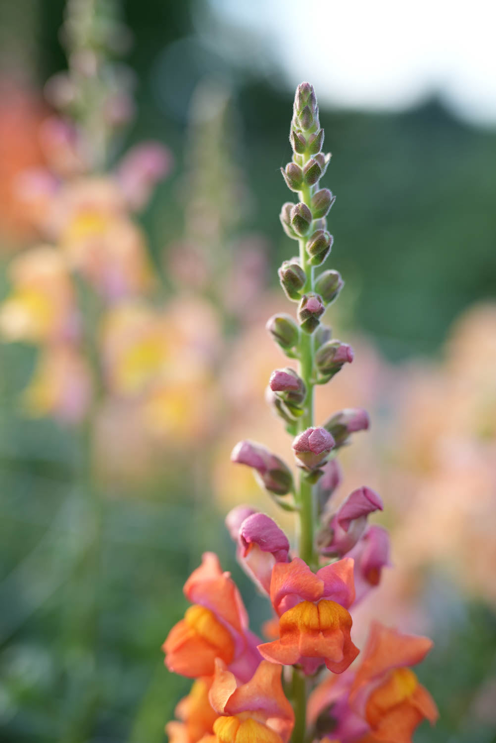 Orange Potomac Sunrise Snapdragon growing at Branch and Bloom Farms in St. Johns, MI