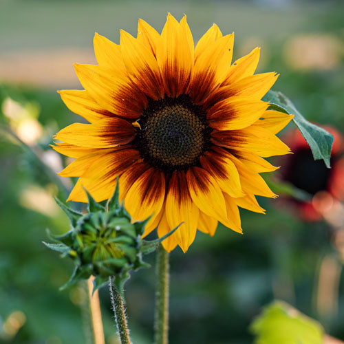 A vibrant, open sunflower blooming at Branch and Bloom Farms in St. Johns, MI