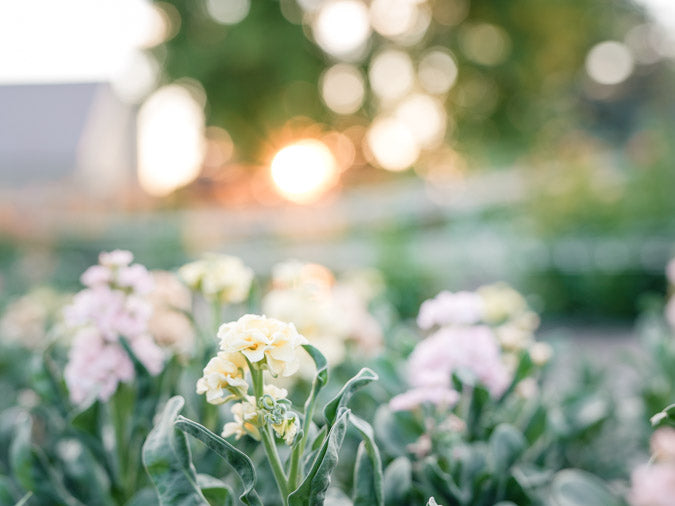 Sunsetting behind a field of pastel stock flowers
