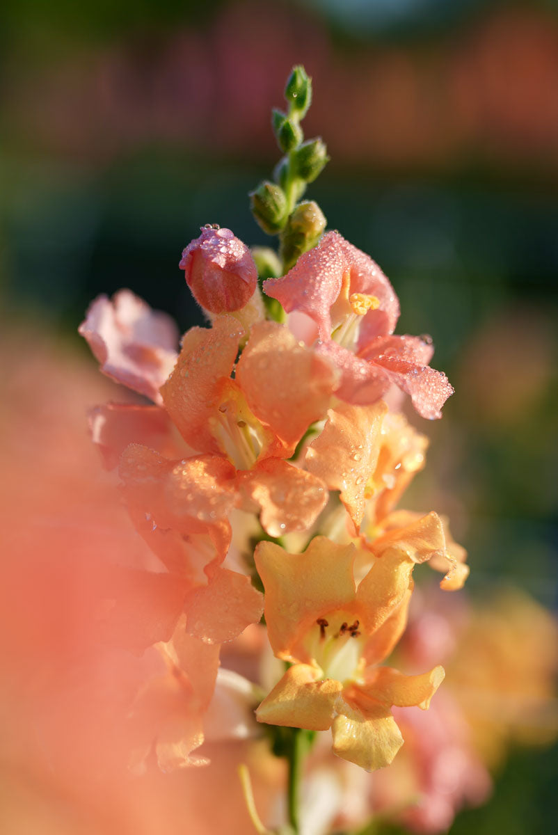 Chantily Snapdragon growing at Branch and Bloom Farms Flower Farm in St. Johns, MI