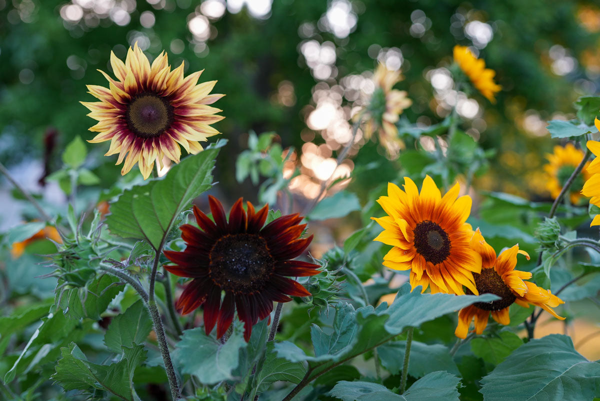 Sunflowers growing at Branch and Bloom Farms in St. Johns, MI