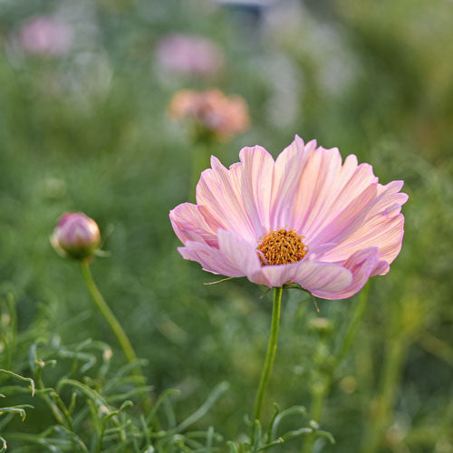 An Apricotta cosmos blossoms at Branch and Bloom Farms in St. Johns, MI