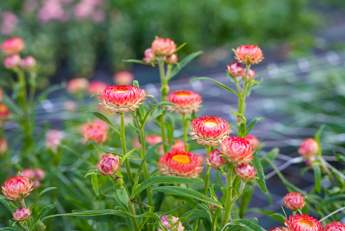 Strawflowers growing at Branch and Bloom Farms in St. Johns, Michigan