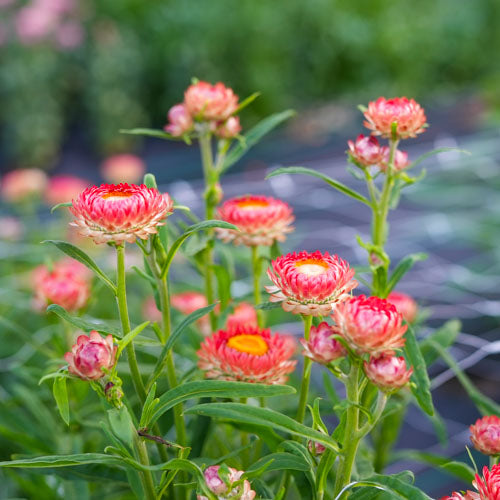 A vibrant bunch of strawflowers blossom at Branch and Bloom Farms in St. Johns, MI