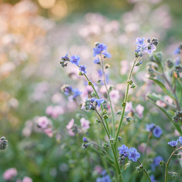 Blue field of forget me nots