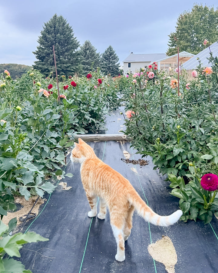 Orange cat walking on a garden path with dahlia flowers and greenery around