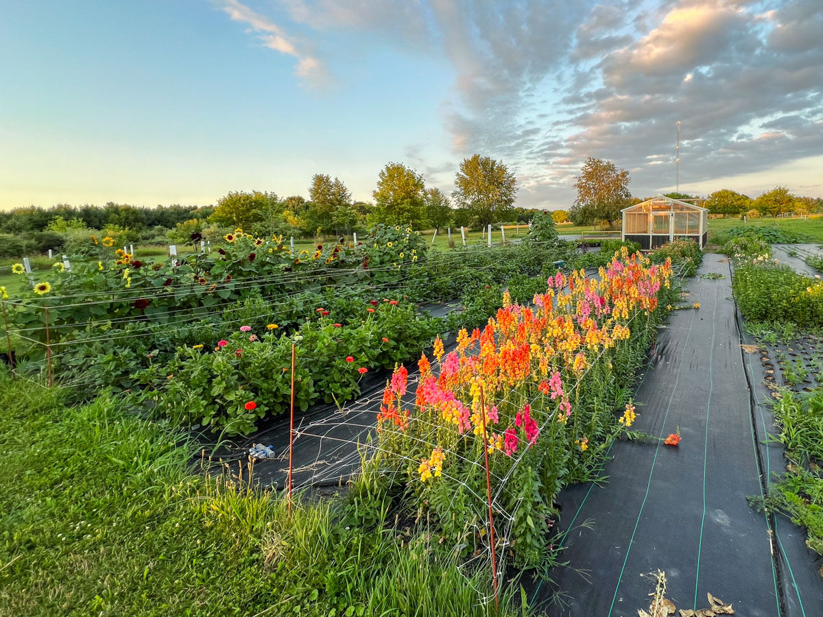 Snapdragons Blossoming at Branch and Bloom Farms Flower Farm in St. Johns, MI