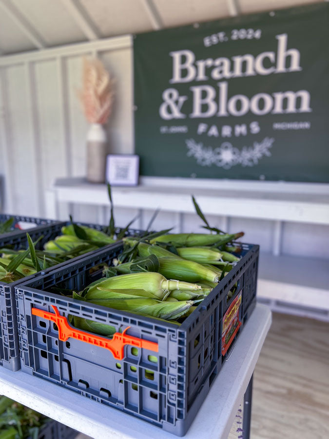 Fresh sweet corn from Shady Lawn Farms in the Branch and Bloom Farmstand in St. Johns, MI