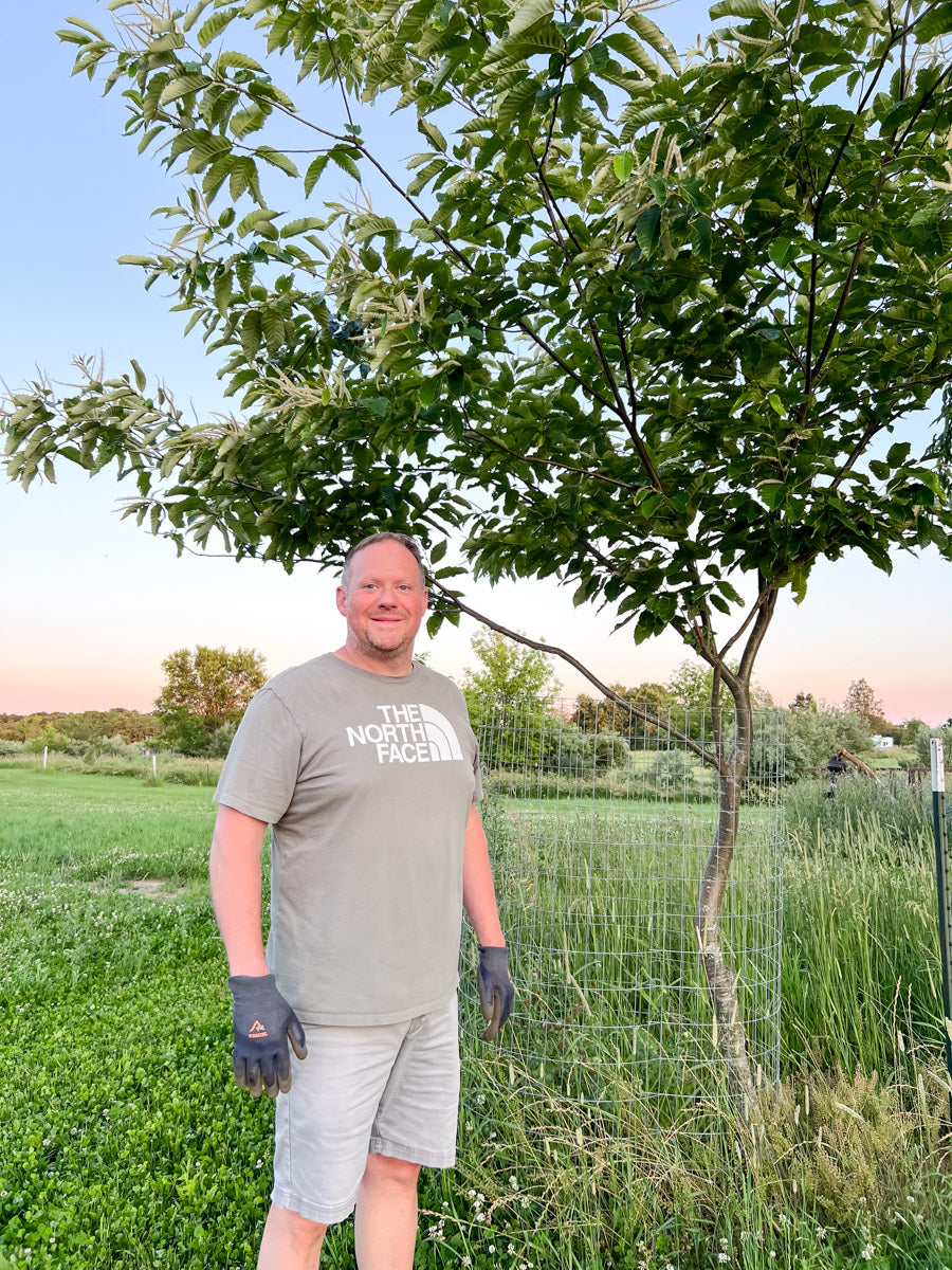 Man standing in an orchard next to a chestnut tree