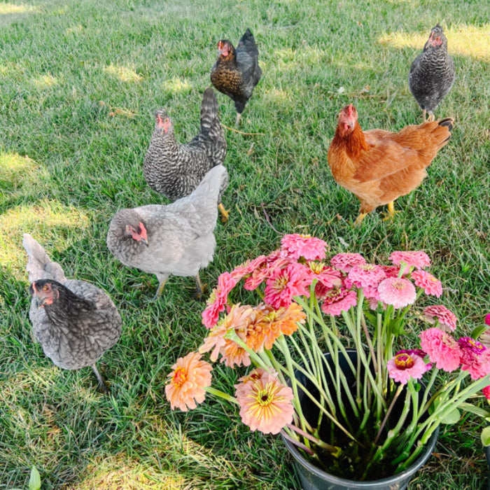 Chickens in a grassy area with a bucket of flowers.