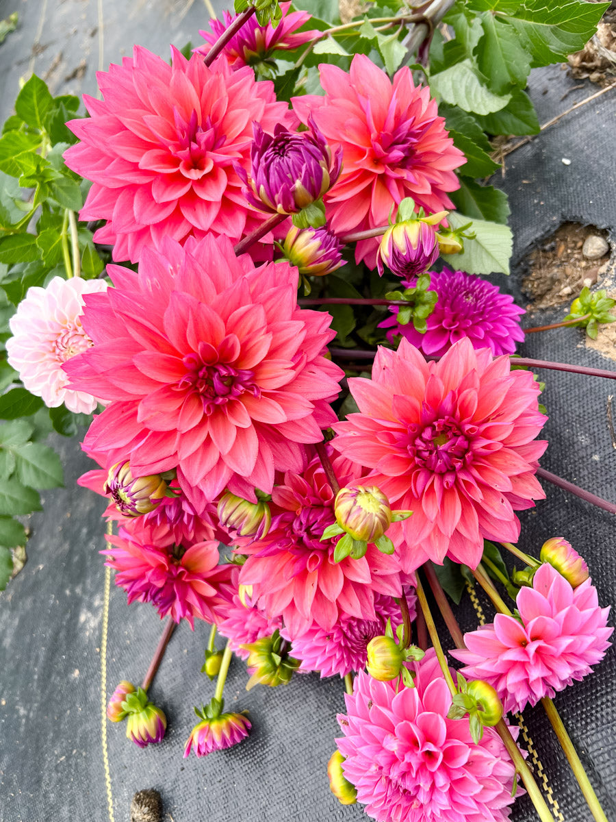 Bouquet of pink and purple dahlias on a dark background