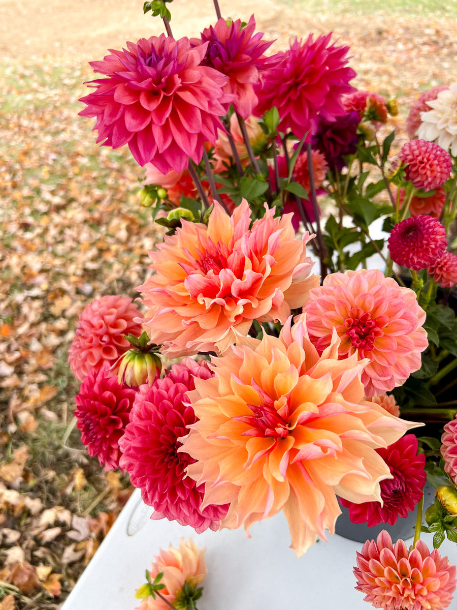 Bouquet of colorful peach and pink dahlias with a blurred natural background