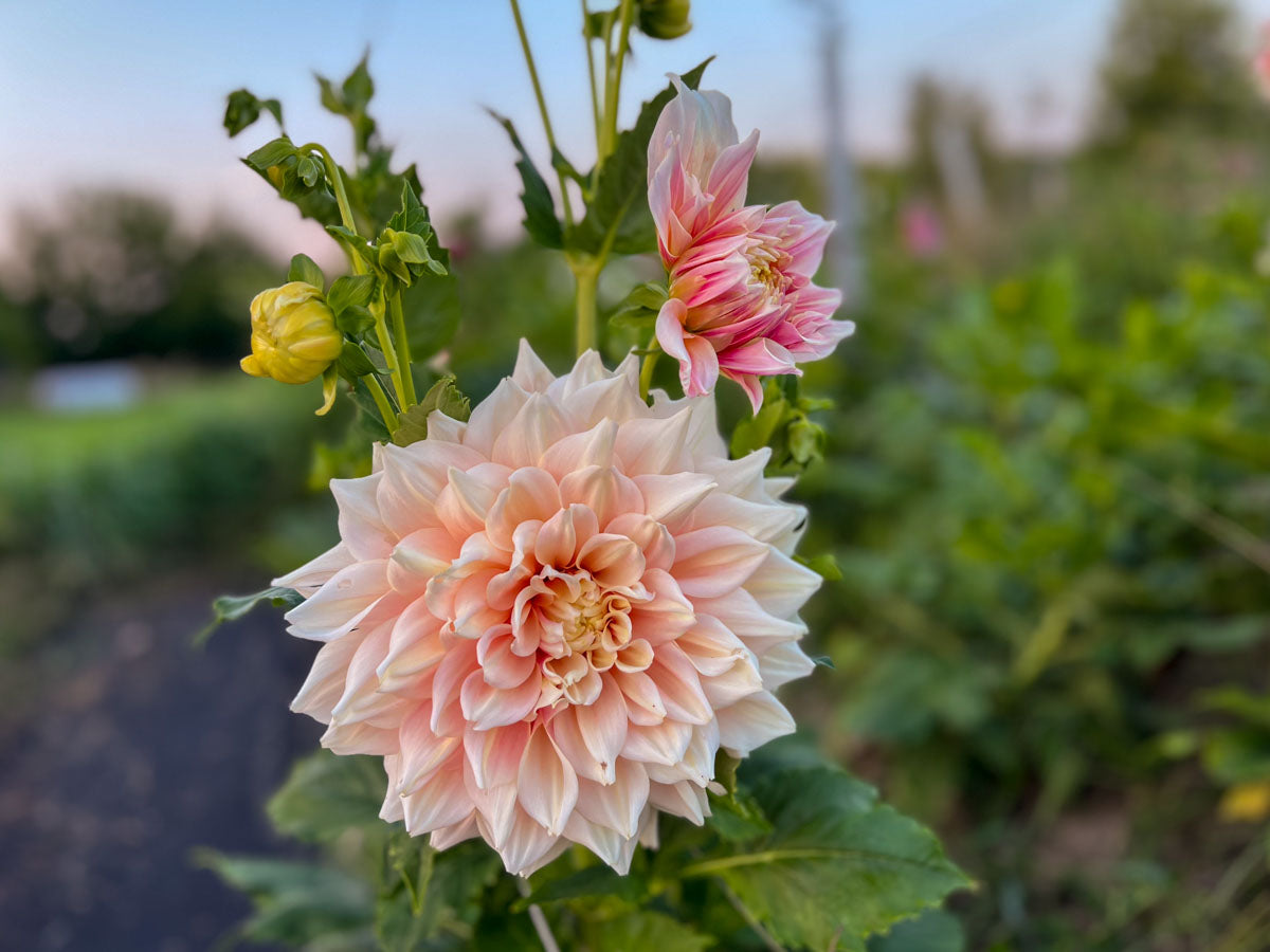 Breakout dahlia growing at Branch and Bloom Farms in St. Johns, MI