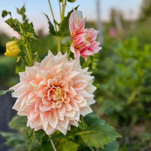 A Breakout Dahlia in full bloom at Branch and Bloom Farms in St. Johns, MI