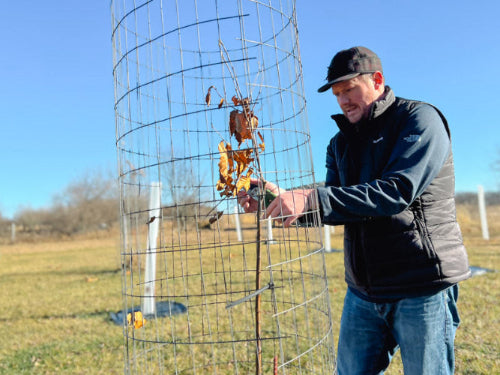 Man pruning chestnut trees in fall