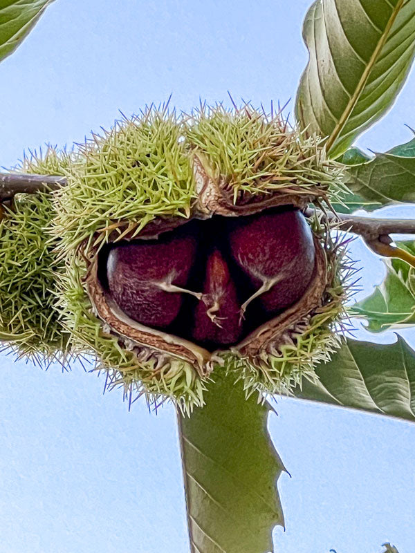 Chestnuts get ready to burst forth from their prickly, green pod