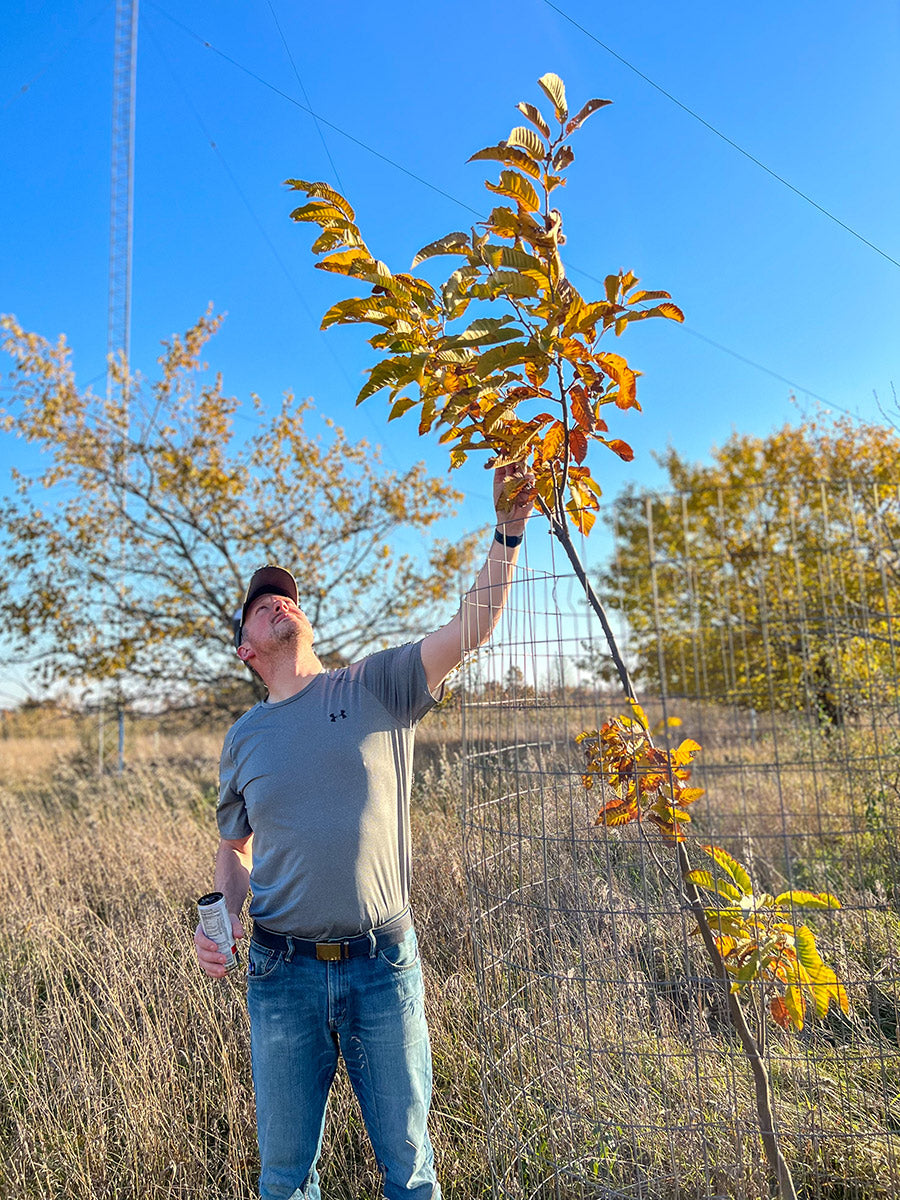 Chinese Chestnut Tree Growing at Branch and Bloom Farms in St. Johns, MI